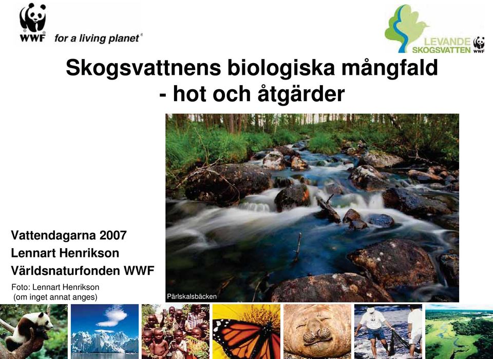 Henrikson Världsnaturfonden WWF Foto: