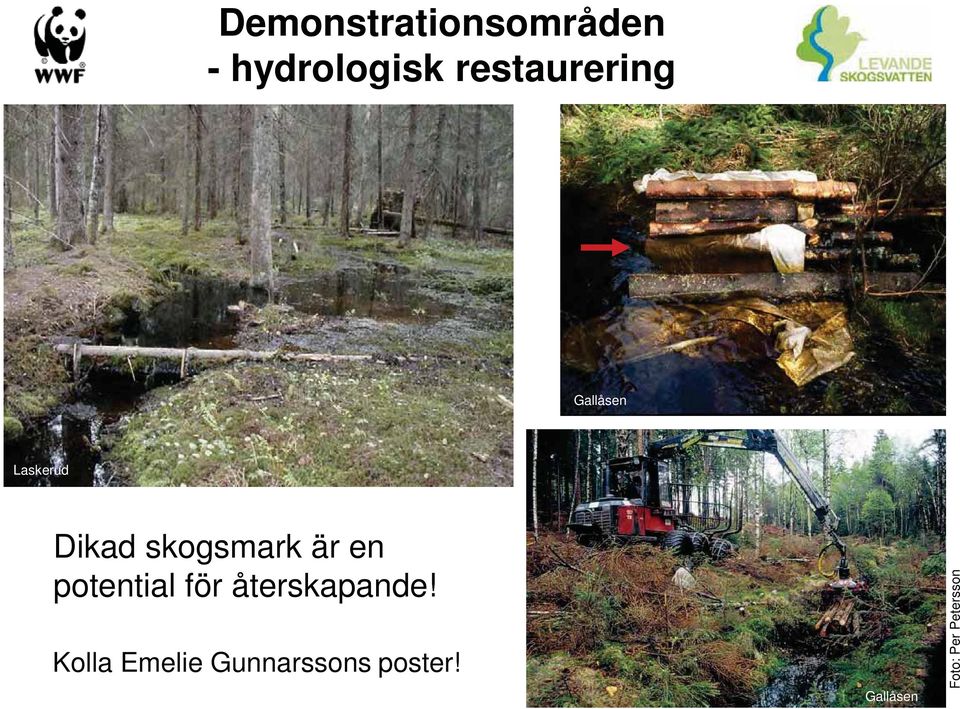 skogsmark är en potential för återskapande!