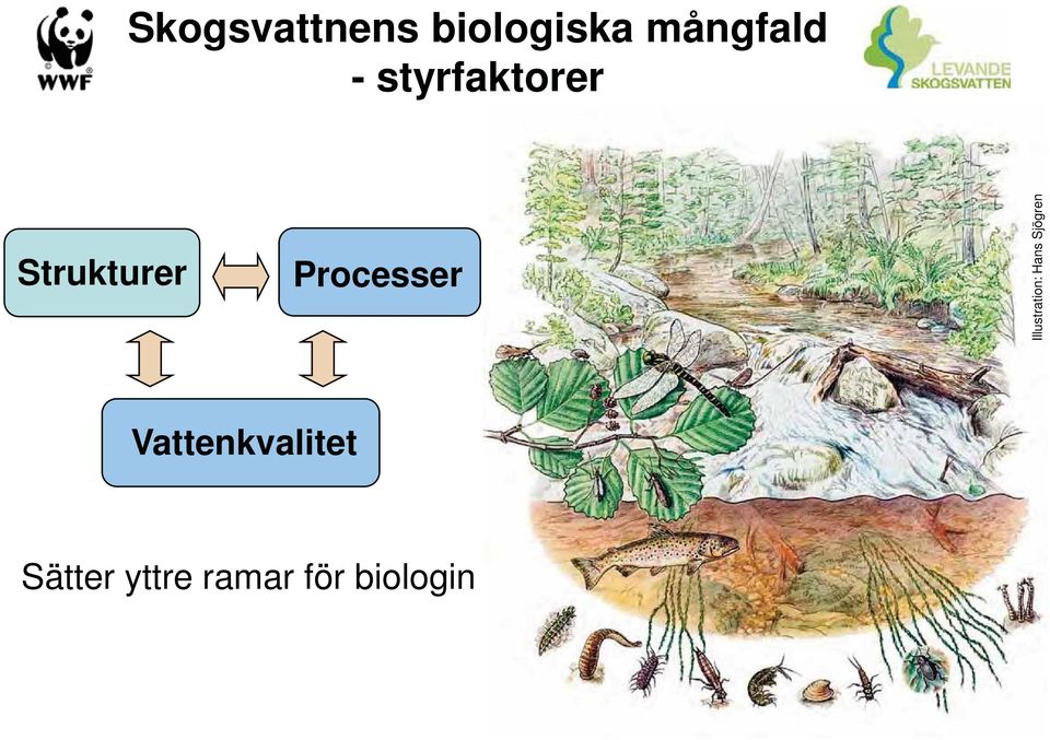 Illustration: Hans Sjögren