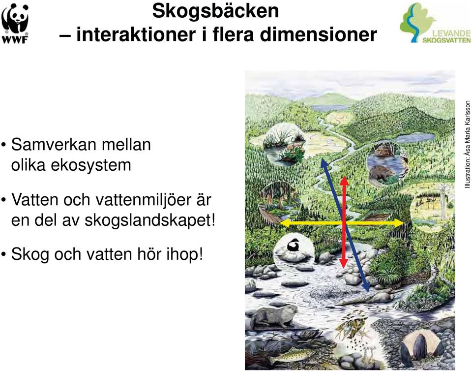 vattenmiljöer är en del av skogslandskapet!