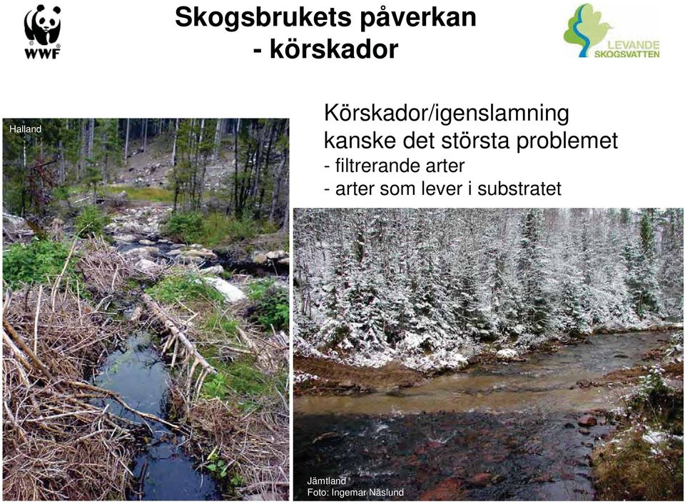 problemet - filtrerande arter - arter som
