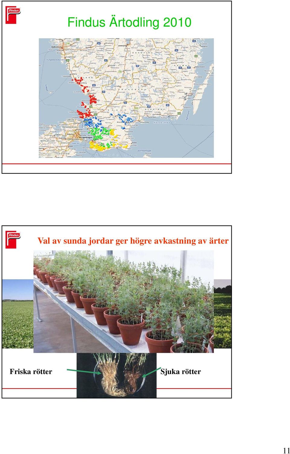 avkastning av ärter 100%