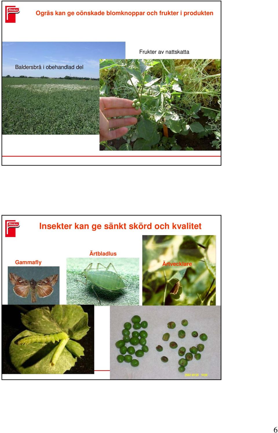 i obehandlad del Insekter kan ge sänkt skörd
