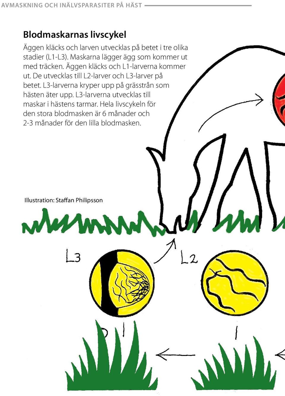 De utvecklas till L2-larver och L3-larver på betet. L3-larverna kryper upp på grässtrån som hästen äter upp.