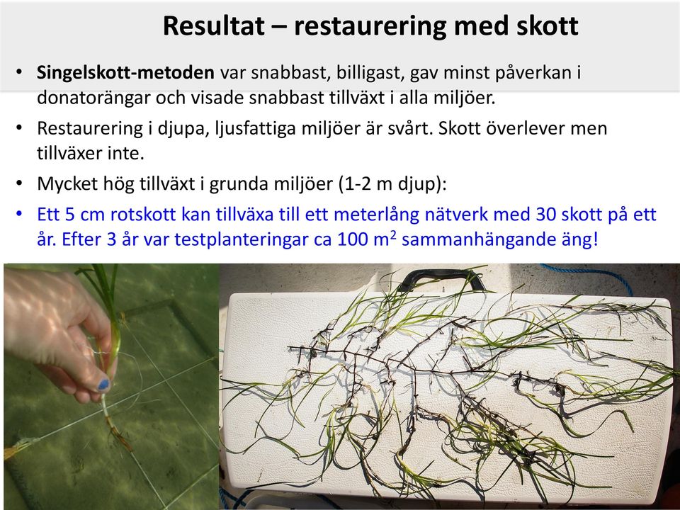 Skott överlever men tillväxer inte.