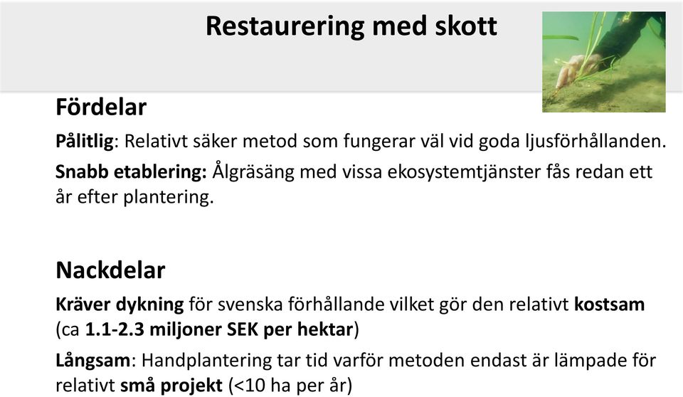 Nackdelar Kräver dykning för svenska förhållande vilket gör den relativt kostsam (ca 1.1-2.