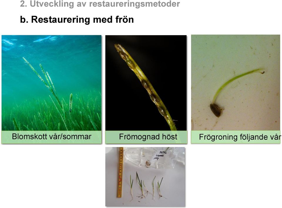 Restaurering med frön