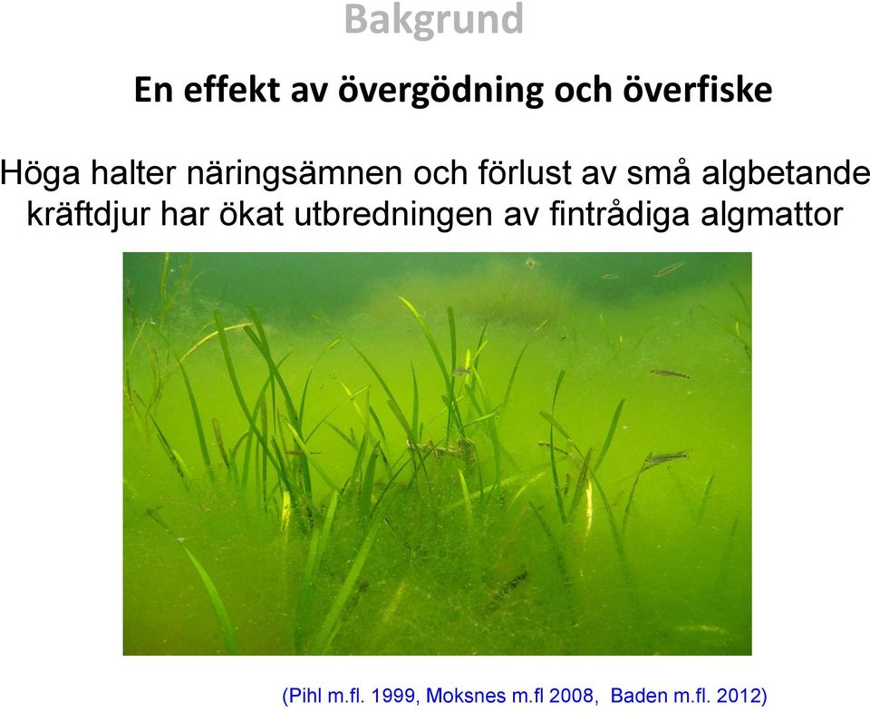 kräftdjur har ökat utbredningen av fintrådiga