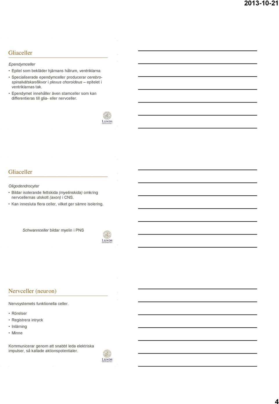 Ependymet innehåller även stamceller som kan differentieras till glia eller nervceller.