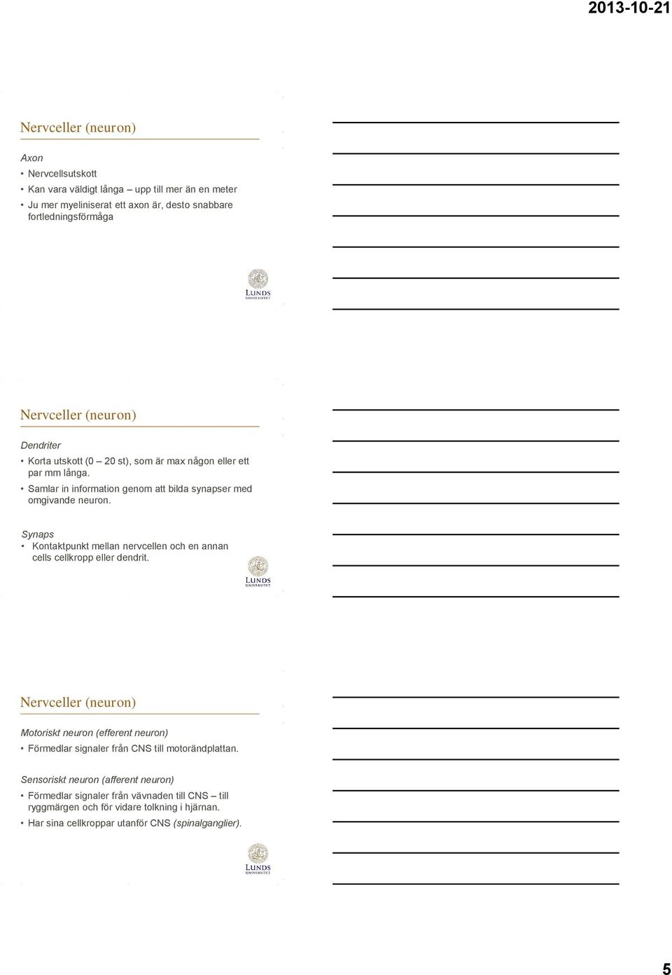 Synaps Kontaktpunkt mellan nervcellen och en annan cells cellkropp eller dendrit.