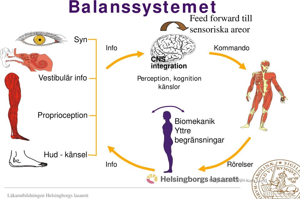 sensoriska areor Kommando Proprioception Biomekanik