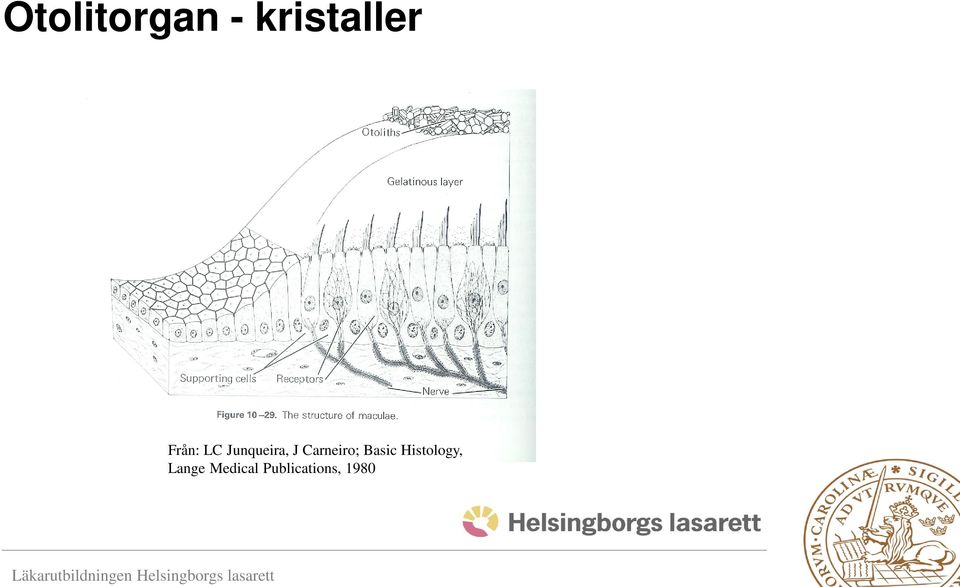 Carneiro; Basic Histology,