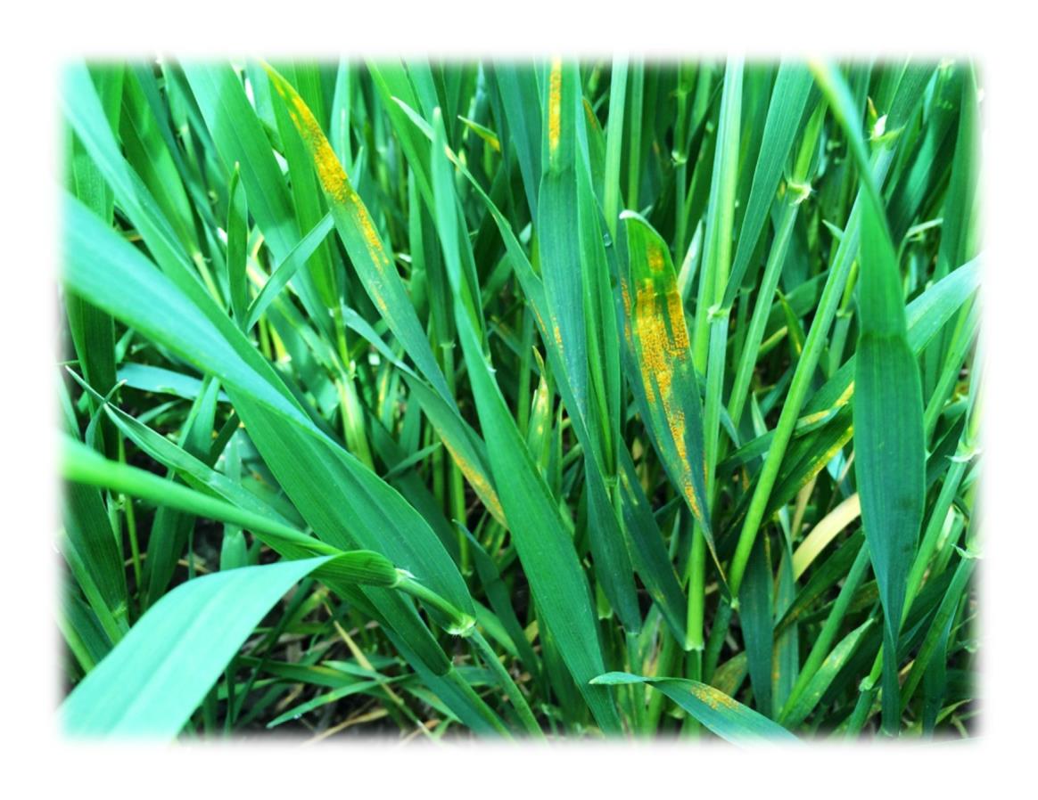 rust pathogen (Puccinia striiformis) in Skåne during the growing season of 2015 Mikael Nilsson