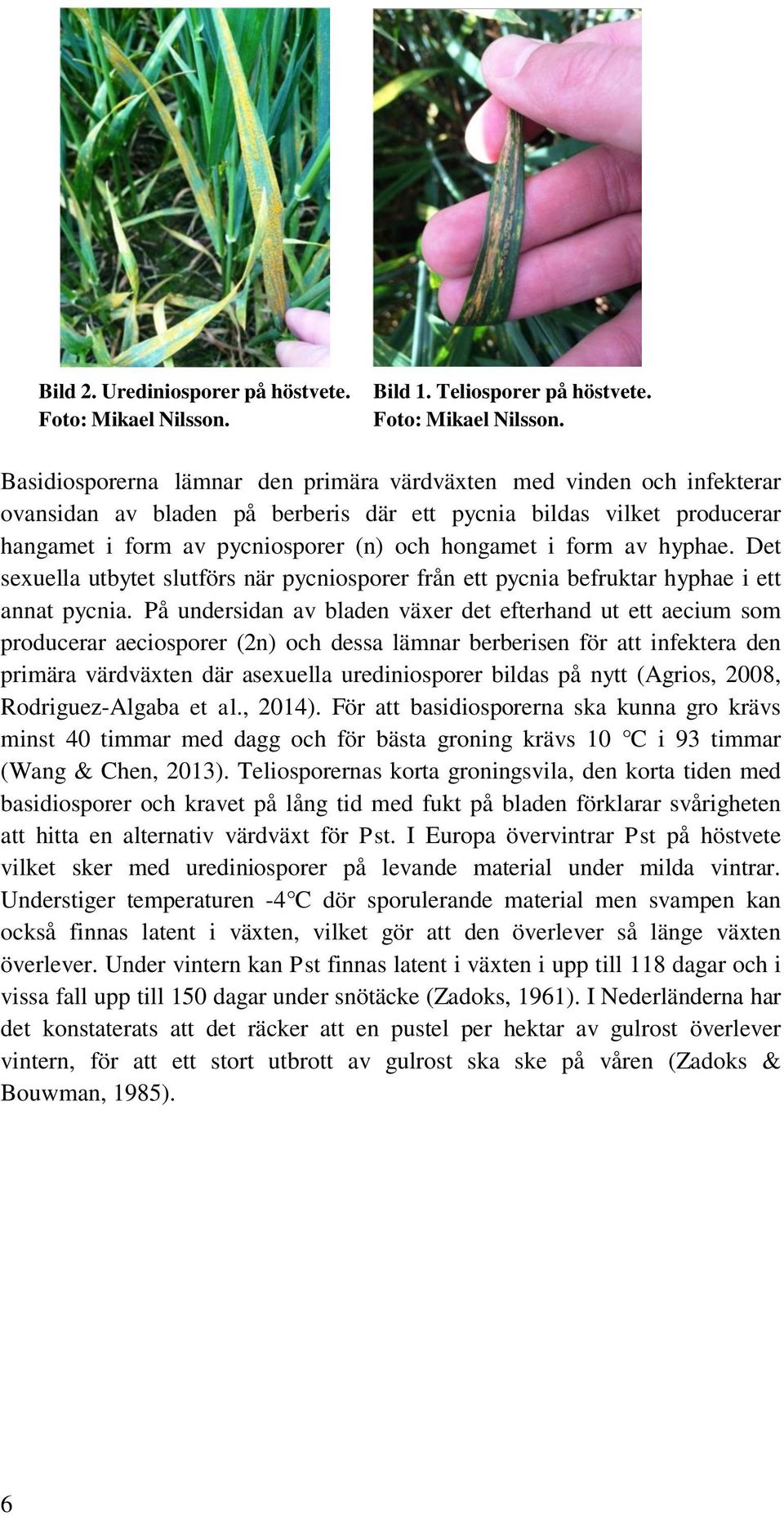 Basidiosporerna lämnar den primära värdväxten med vinden och infekterar ovansidan av bladen på berberis där ett pycnia bildas vilket producerar hangamet i form av pycniosporer (n) och hongamet i form