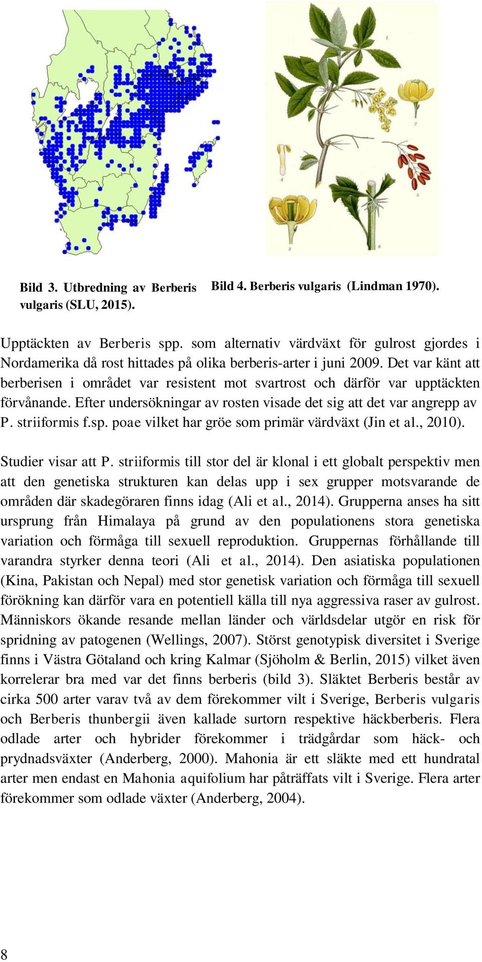 Det var känt att berberisen i området var resistent mot svartrost och därför var upptäckten förvånande. Efter undersökningar av rosten visade det sig att det var angrepp av P. striiformis f.sp.