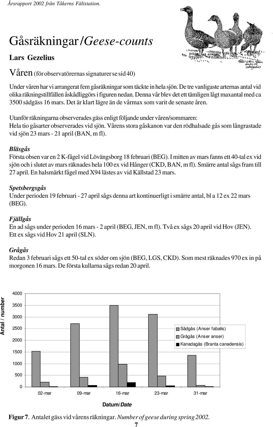 Det är klart lägre än de vårmax som varit de senaste åren. Utanför räkningarna observerades gäss enligt följande under våren/sommaren: Hela tio gåsarter observerades vid sjön.