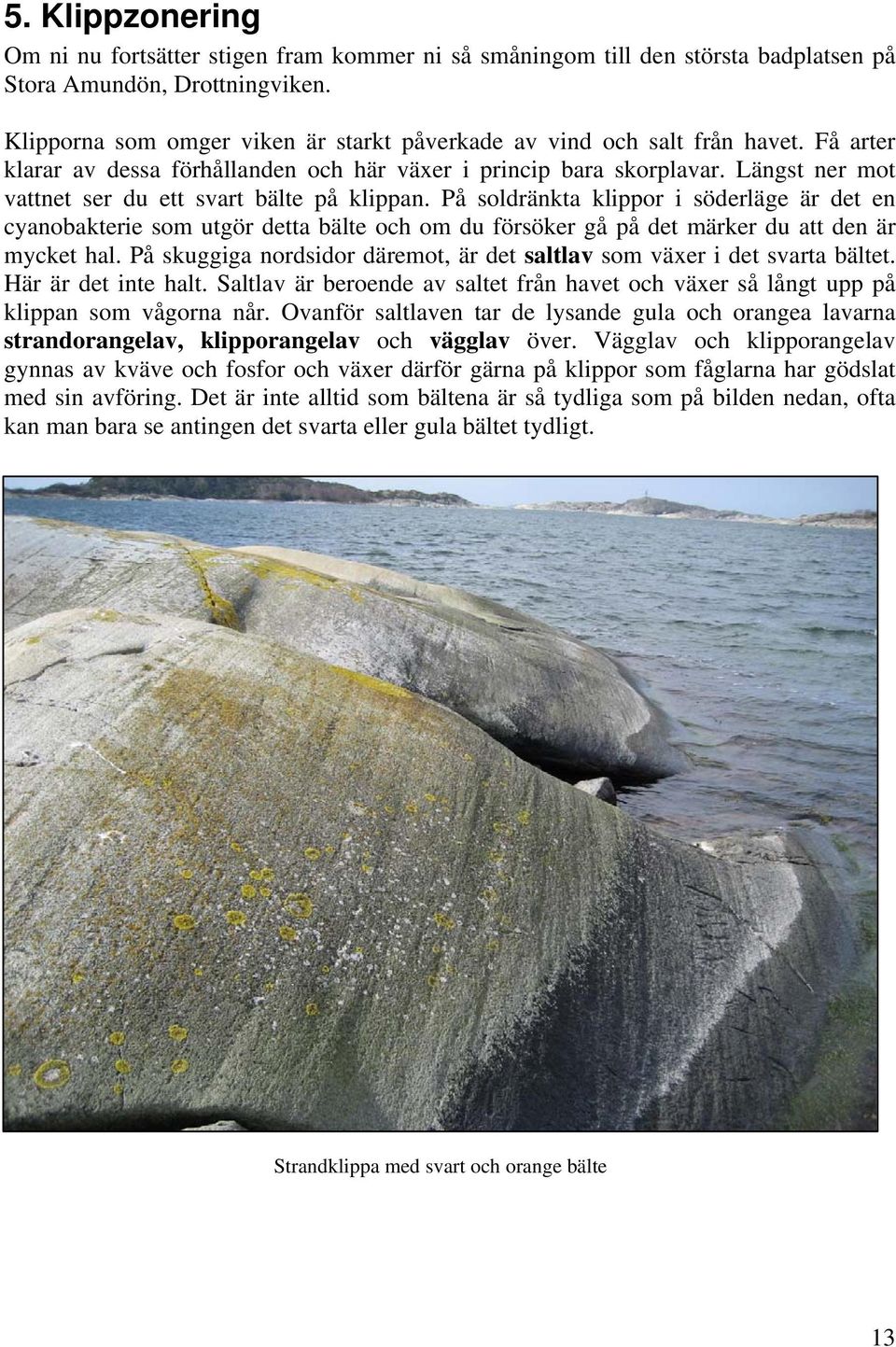 Längst ner mot vattnet ser du ett svart bälte på klippan. På soldränkta klippor i söderläge är det en cyanobakterie som utgör detta bälte och om du försöker gå på det märker du att den är mycket hal.
