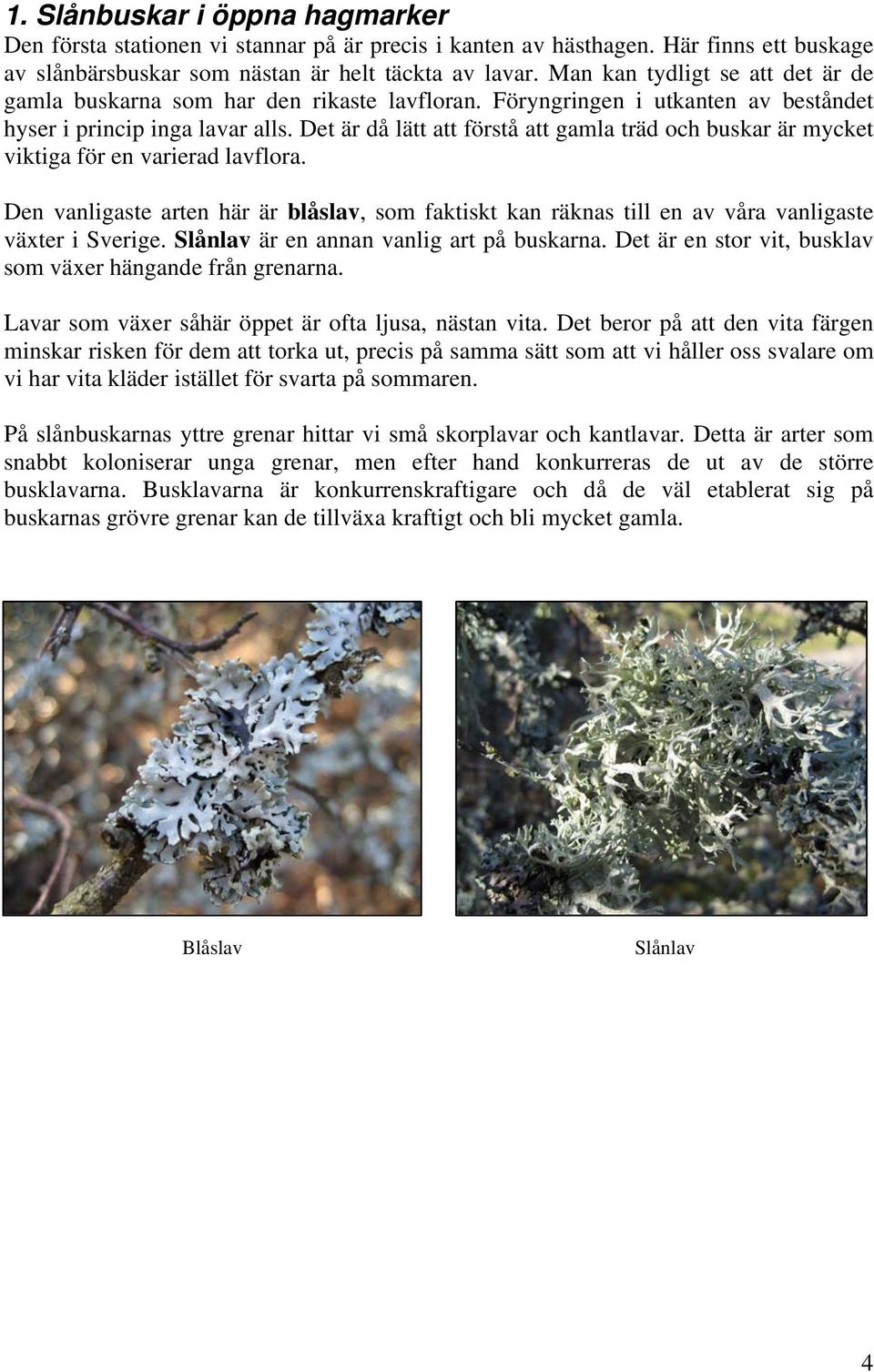 Det är då lätt att förstå att gamla träd och buskar är mycket viktiga för en varierad lavflora.
