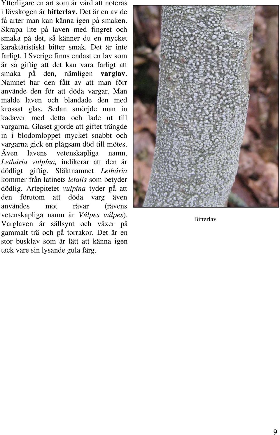 I Sverige finns endast en lav som är så giftig att det kan vara farligt att smaka på den, nämligen varglav. Namnet har den fått av att man förr använde den för att döda vargar.