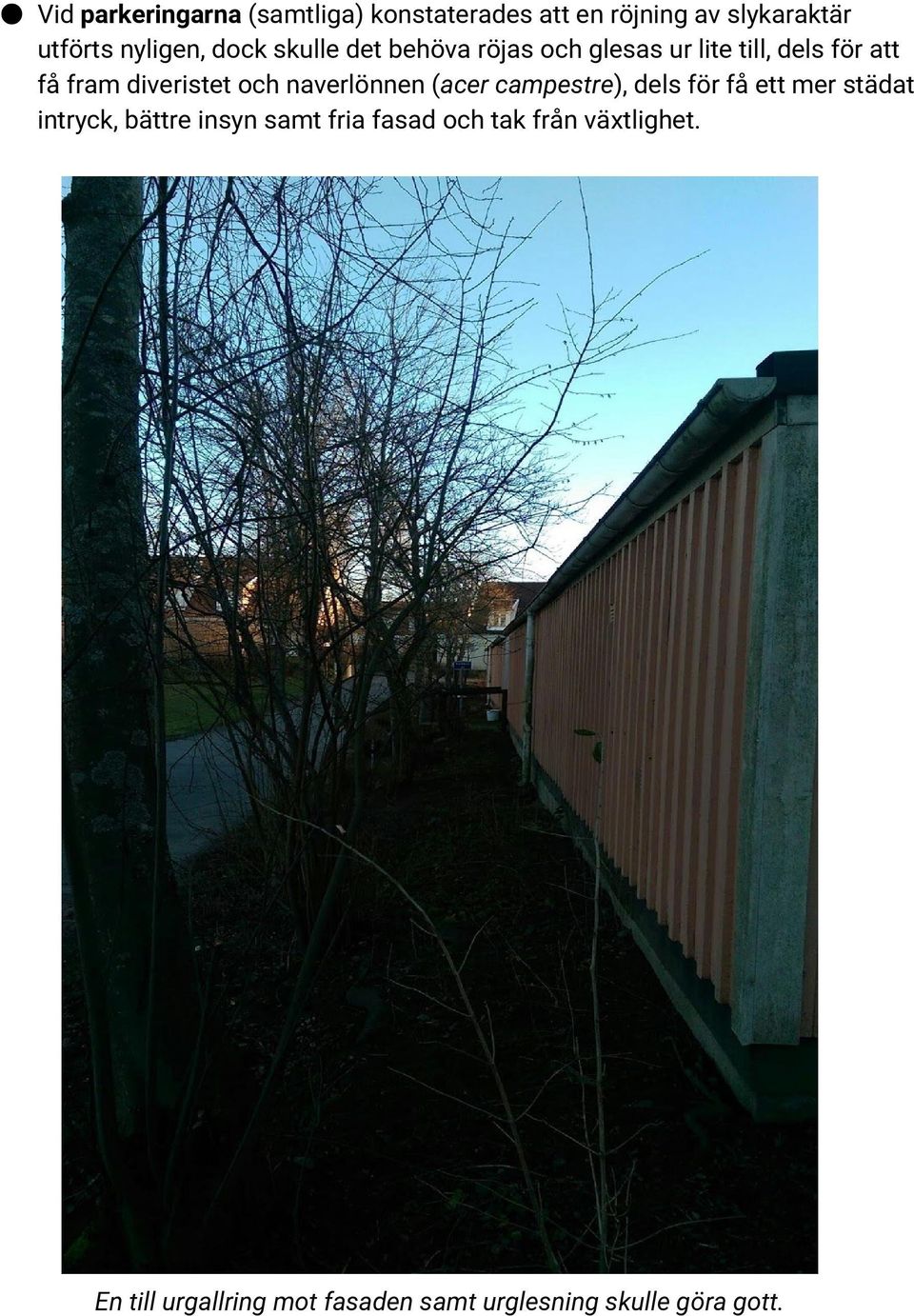 naverlönnen ( acer campestre ), dels för få ett mer städat intryck, bättre insyn samt fria