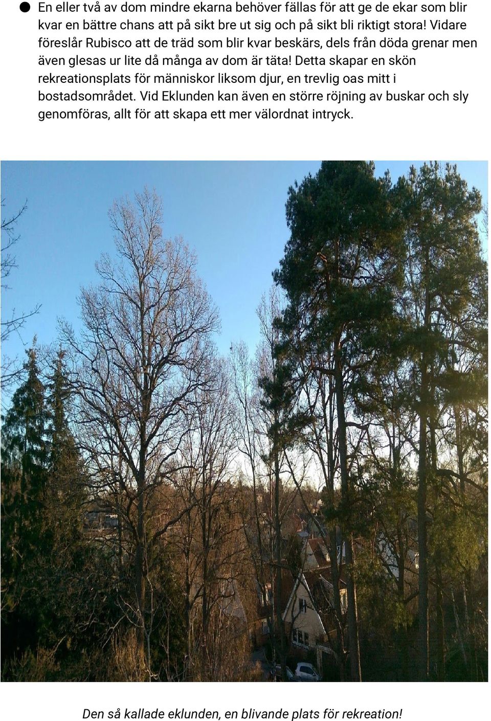 Vidare föreslår Rubisco att de träd som blir kvar beskärs, dels från döda grenar men även glesas ur lite då många av dom är täta!