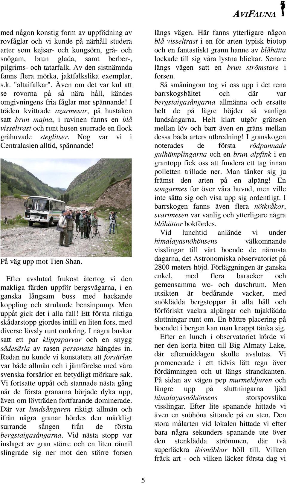 I träden kvittrade azurmesar, på hustaken satt brun majna, i ravinen fanns en blå visseltrast och runt husen snurrade en flock gråhuvade steglitser. Nog var vi i Centralasien alltid, spännande!