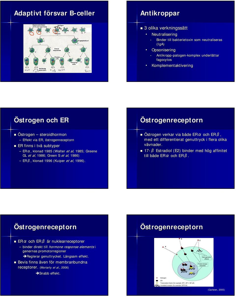 Green S et al,, 1986) ERβ,, klonad 1996 (Kuiper( et al,, 1996). Östrogen verkar via både b ERα och ERβ, med ett differentierat genuttryck i flera olika vävnader. vnader.