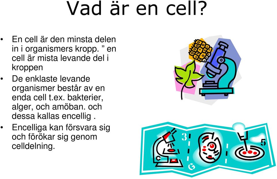 består av en enda cell t.ex. bakterier, alger, och amöban.