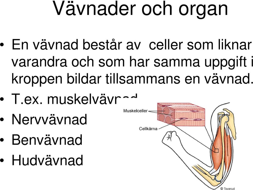 i kroppen bildar tillsammans en vävnad. T.ex.