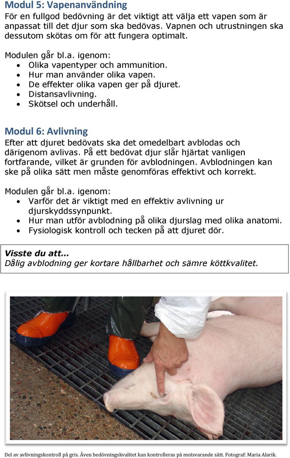 Skötsel och underhåll. Modul 6: Avlivning Efter att djuret bedövats ska det omedelbart avblodas och därigenom avlivas.