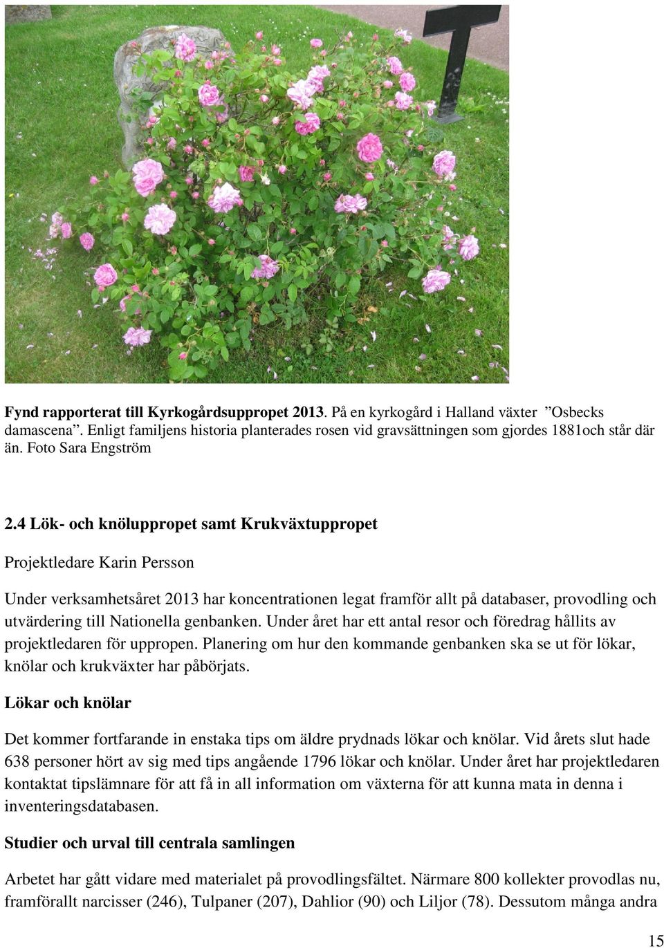 4 Lök- och knöluppropet samt Krukväxtuppropet Projektledare Karin Persson Under verksamhetsåret 2013 har koncentrationen legat framför allt på databaser, provodling och utvärdering till Nationella