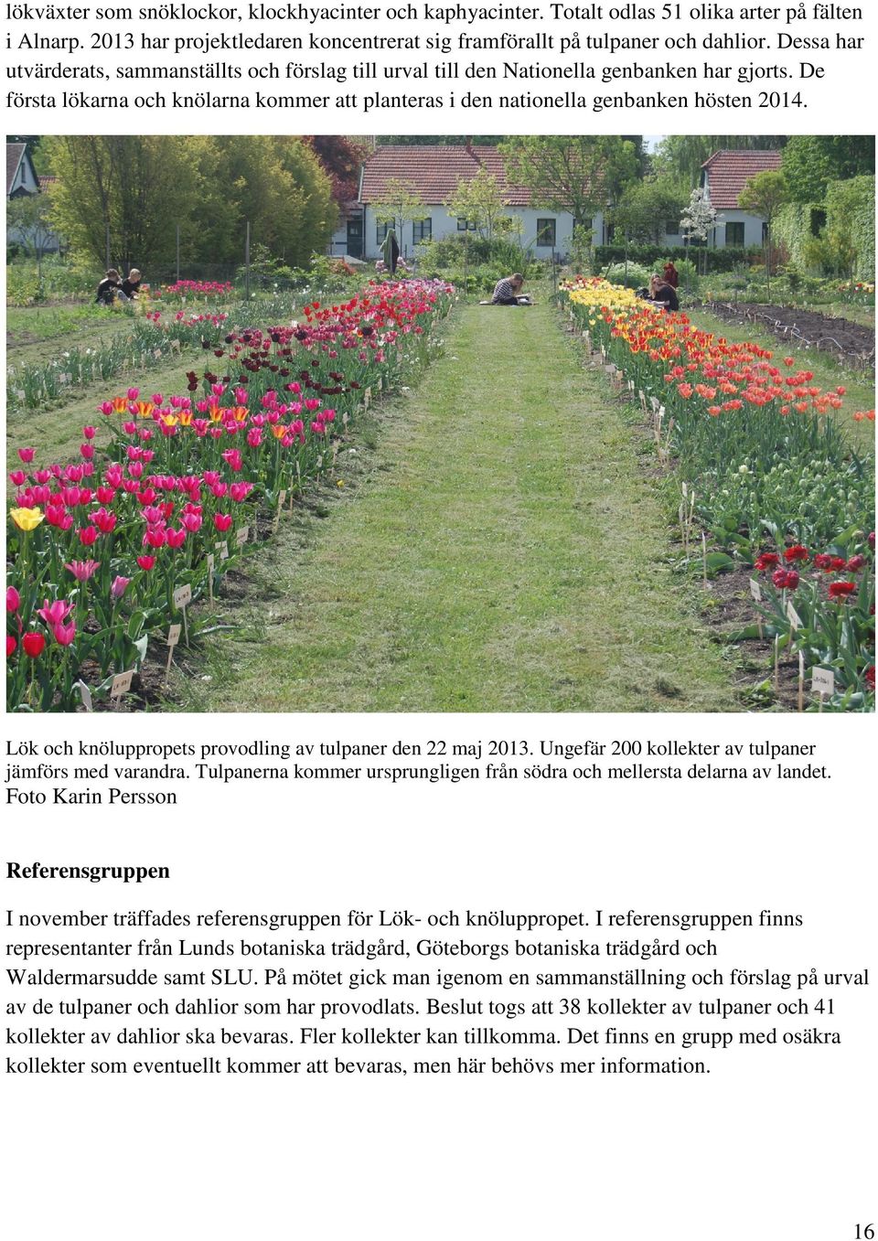 Lök och knöluppropets provodling av tulpaner den 22 maj 2013. Ungefär 200 kollekter av tulpaner jämförs med varandra. Tulpanerna kommer ursprungligen från södra och mellersta delarna av landet.
