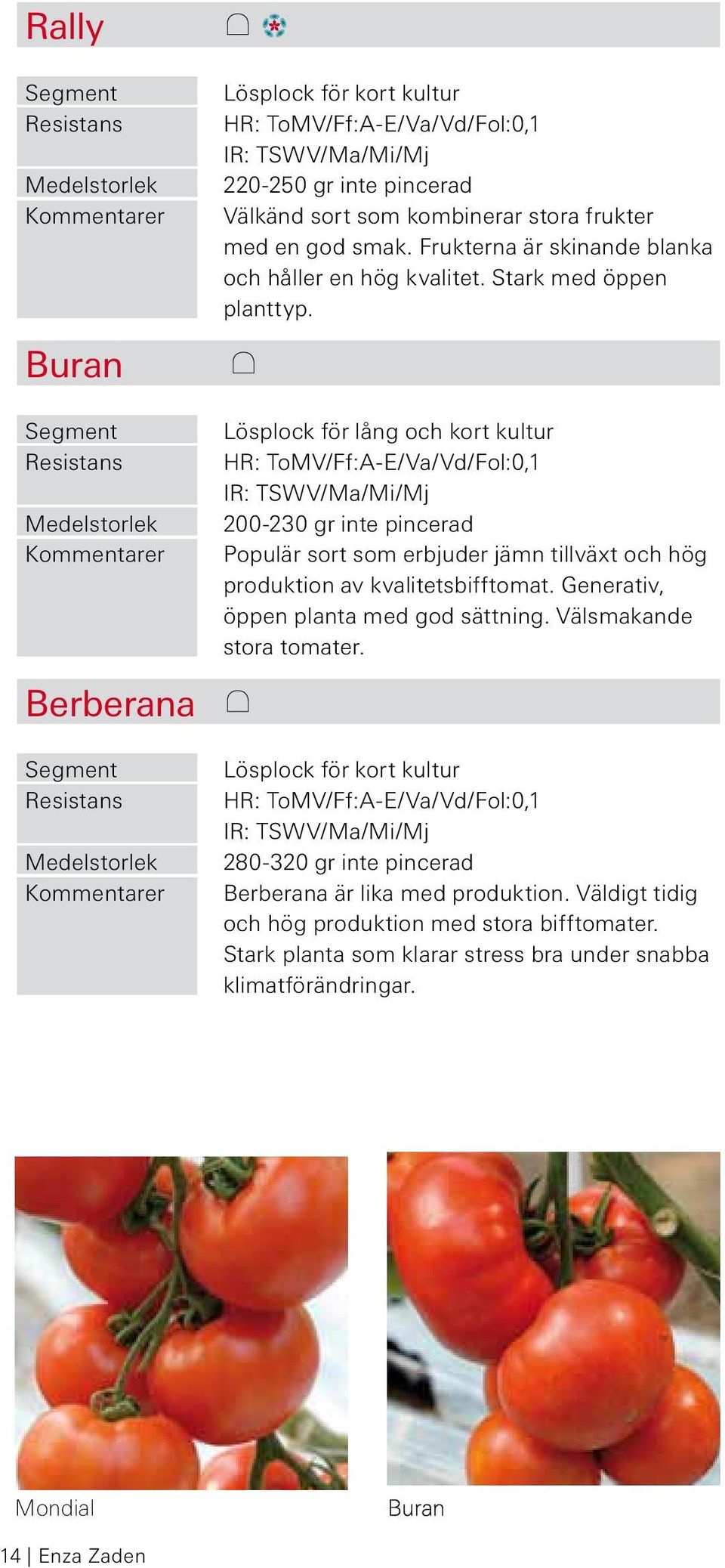 Lösplock för lång och kort kultur HR: ToMV/Ff:A-E/Va/Vd/Fol:0,1 IR: TSWV/Ma/Mi/Mj 200-230 gr inte pincerad Populär sort som erbjuder jämn tillväxt och hög produktion av kvalitetsbifftomat.
