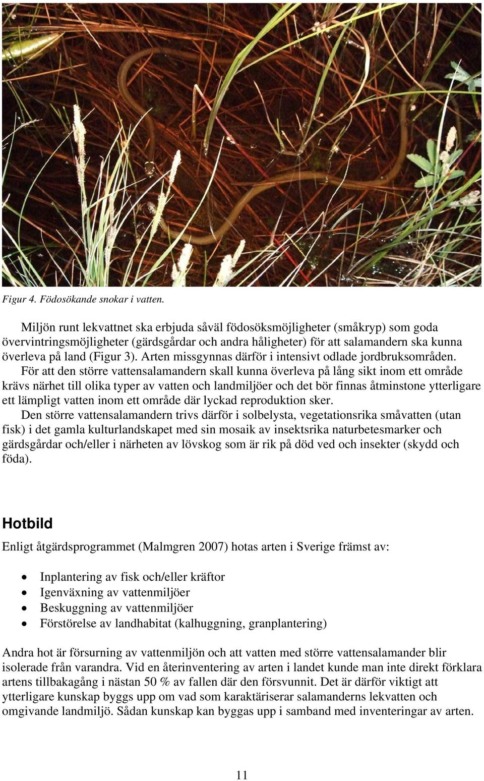 Arten missgynnas därför i intensivt odlade jordbruksområden.