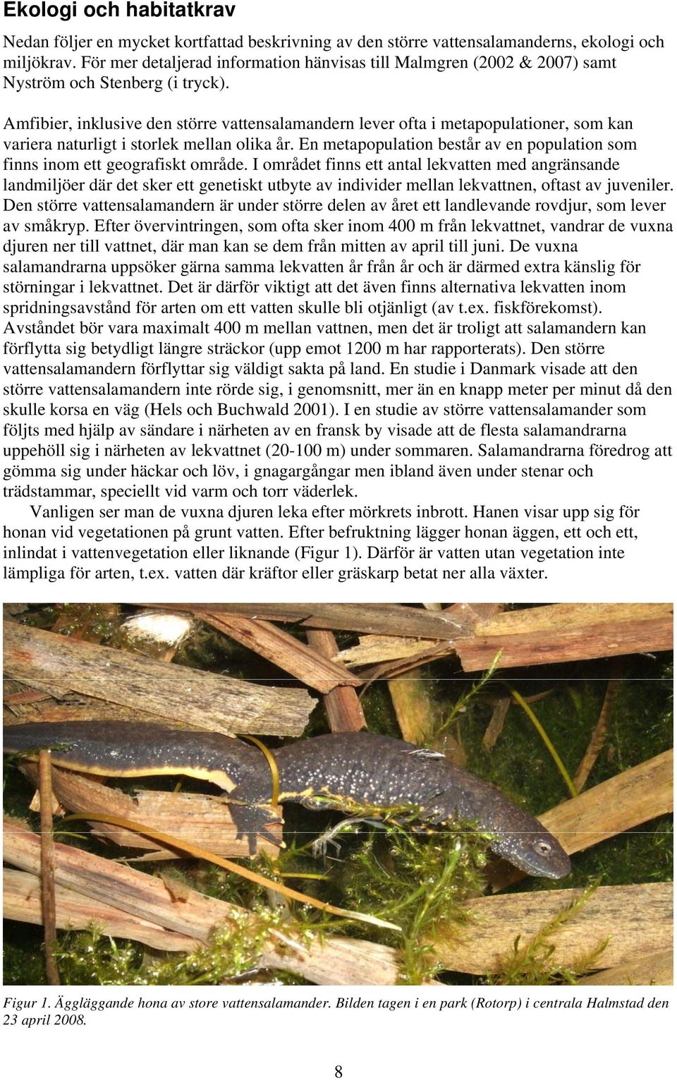 Amfibier, inklusive den större vattensalamandern lever ofta i metapopulationer, som kan variera naturligt i storlek mellan olika år.