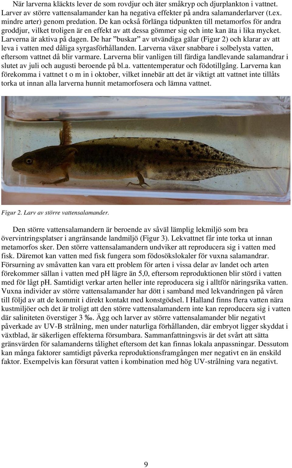 Larverna är aktiva på dagen. Dehar buskar av utvändiga gälar (Figur 2) och klarar av att leva i vatten med dåliga syrgasförhållanden.