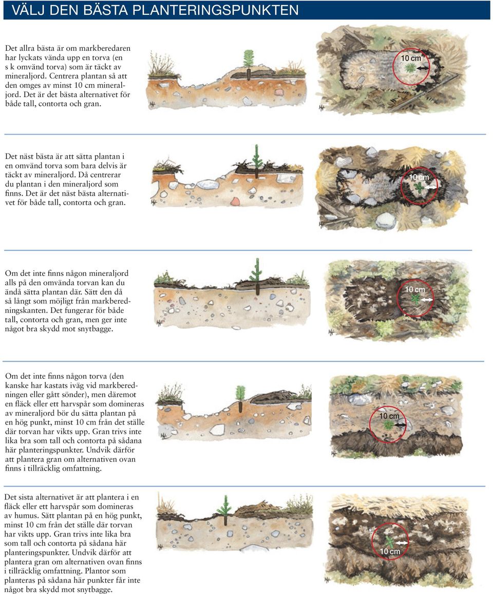 Det näst bästa är att sätta plantan i en omvänd torva som bara delvis är täckt av mineraljord. Då centrerar du plantan i den mineraljord som finns.