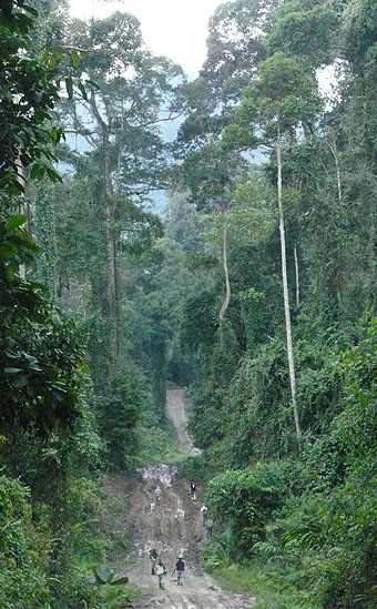 40 för en dryg timmes transport till Rafflesia Forest Reserve i Crocker Range. Direkt när vi kom fram till centrat fick vi syn på 3 Blue-winged Leafbird av den endemiska rasen flavocincta.