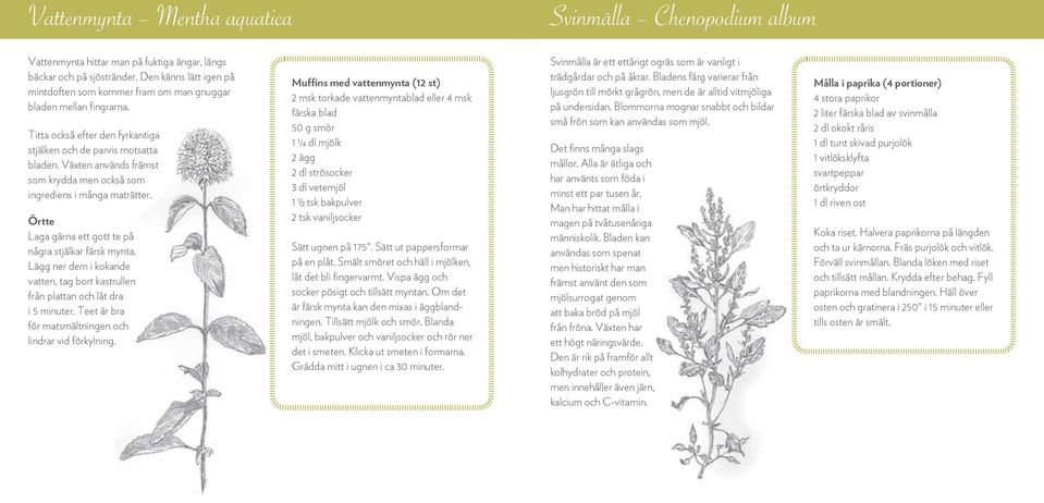 Växten används främst som krydda men också som ingrediens i många maträtter. Örtte Laga gärna ett gott te på några stjälkar färsk mynta.