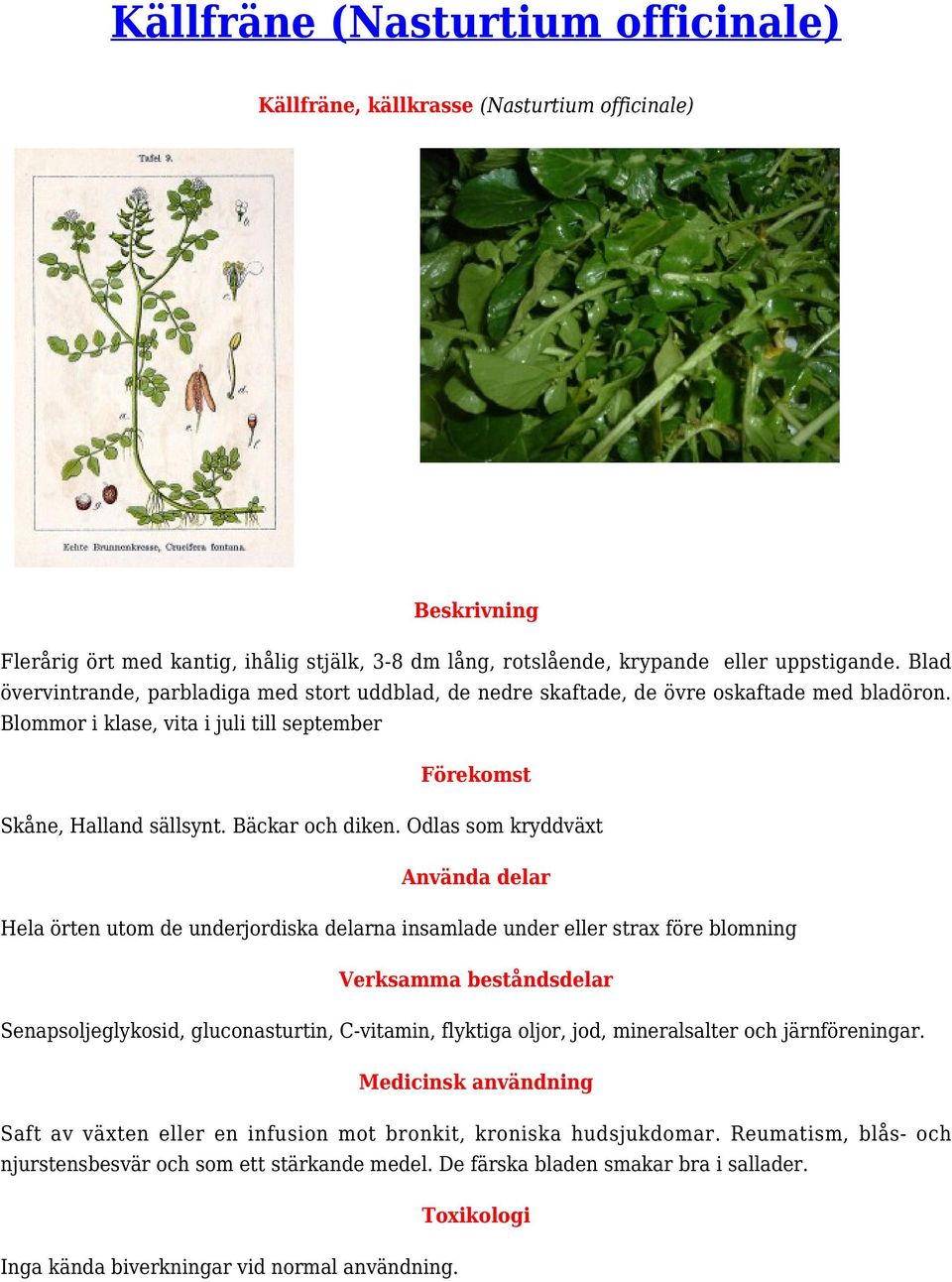 Odlas som kryddväxt Hela örten utom de underjordiska delarna insamlade under eller strax före blomning Senapsoljeglykosid, gluconasturtin, C-vitamin, flyktiga oljor, jod, mineralsalter och