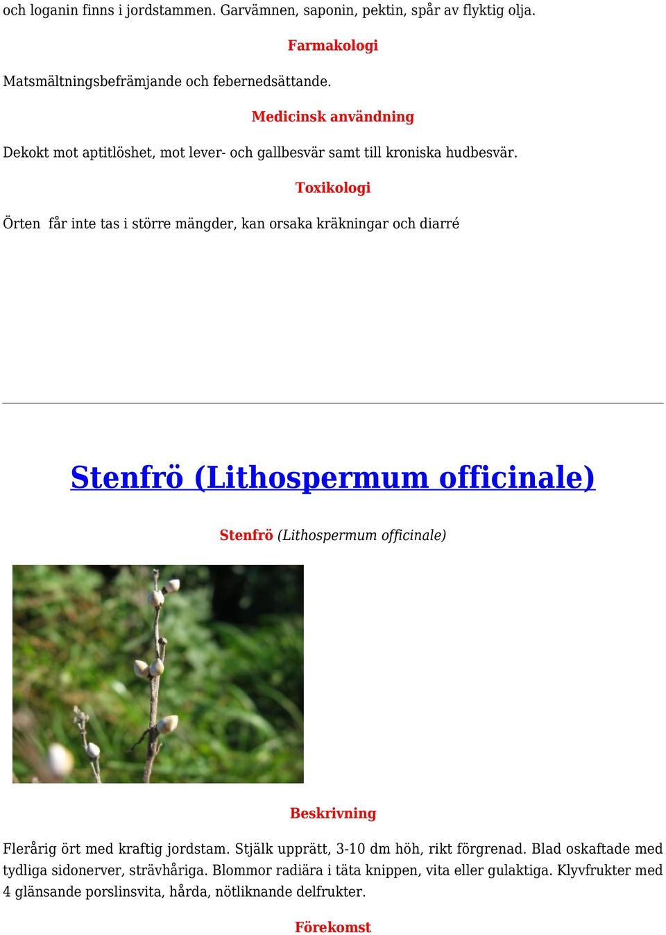 Örten får inte tas i större mängder, kan orsaka kräkningar och diarré Stenfrö (Lithospermum officinale) Stenfrö (Lithospermum officinale) Flerårig ört med