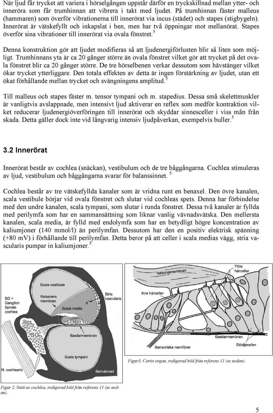 Innerörat är vätskefyllt och inkapslat i ben, men har två öppningar mot mellanörat. Stapes överför sina vibrationer till innerörat via ovala fönstret.