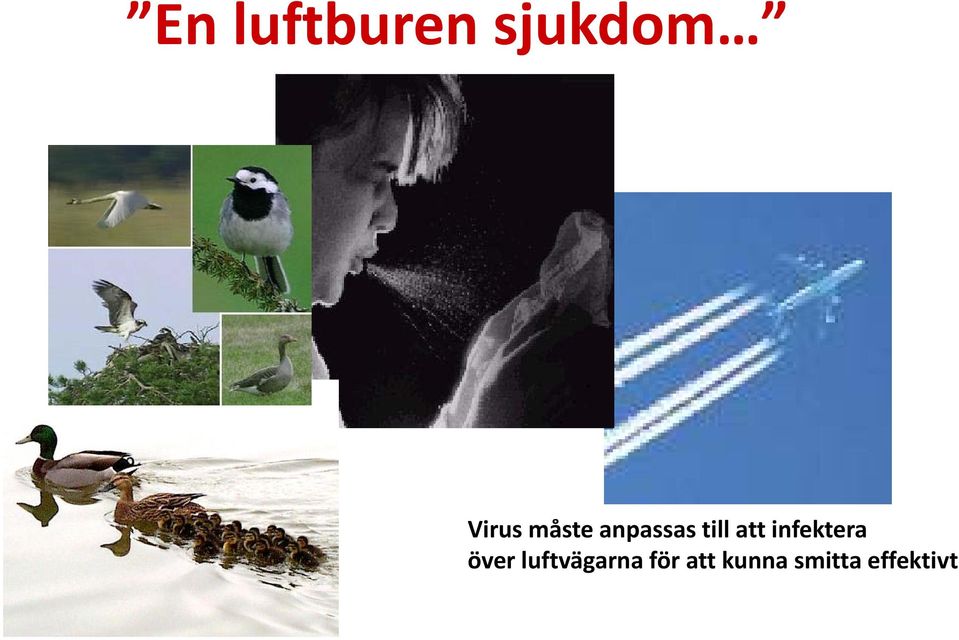infektera över luftvägarna