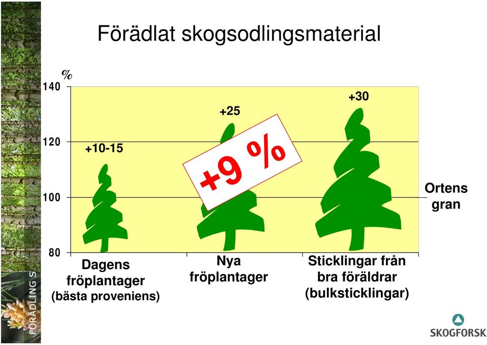 fröplantager (bästa proveniens) Nya