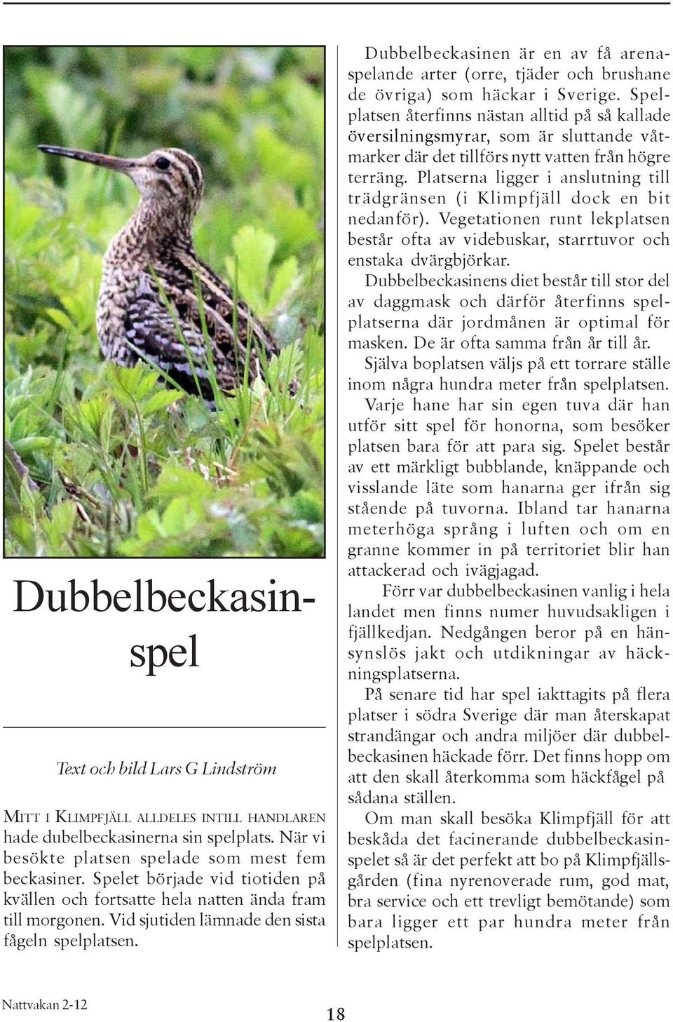 Dubbelbeckasinen är en av få arenaspelande arter (orre, tjäder och brushane de övriga) som häckar i Sverige.