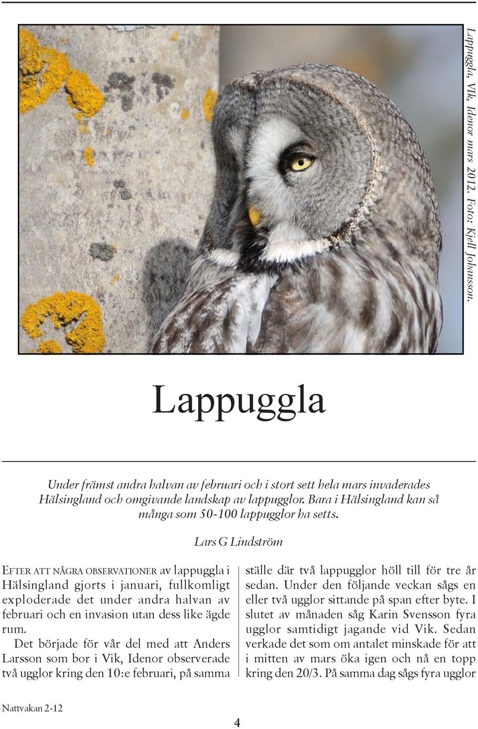 Lars G Lindström EFTER ATT NÅGRA OBSERVATIONER av lappuggla i Hälsingland gjorts i januari, fullkomligt exploderade det under andra halvan av februari och en invasion utan dess like ägde rum.