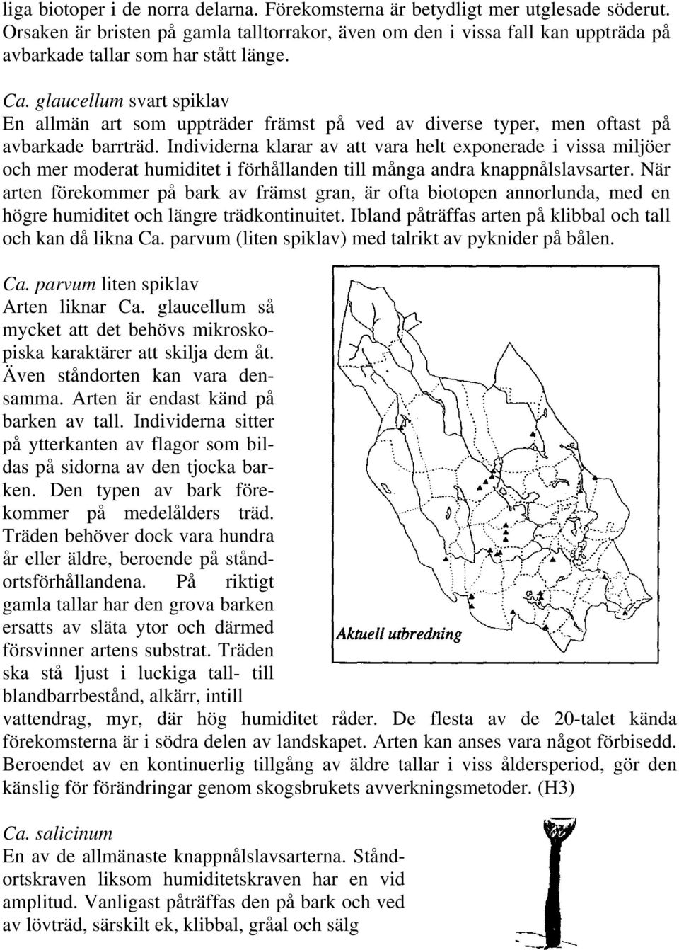 glaucellum svart spiklav En allmän art som uppträder främst på ved av diverse typer, men oftast på avbarkade barrträd.