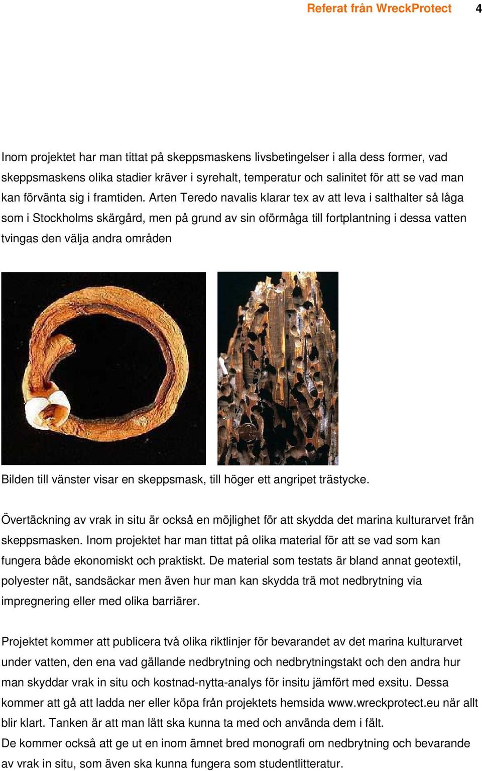 Arten Teredo navalis klarar tex av att leva i salthalter så låga som i Stockholms skärgård, men på grund av sin oförmåga till fortplantning i dessa vatten tvingas den välja andra områden Bilden till