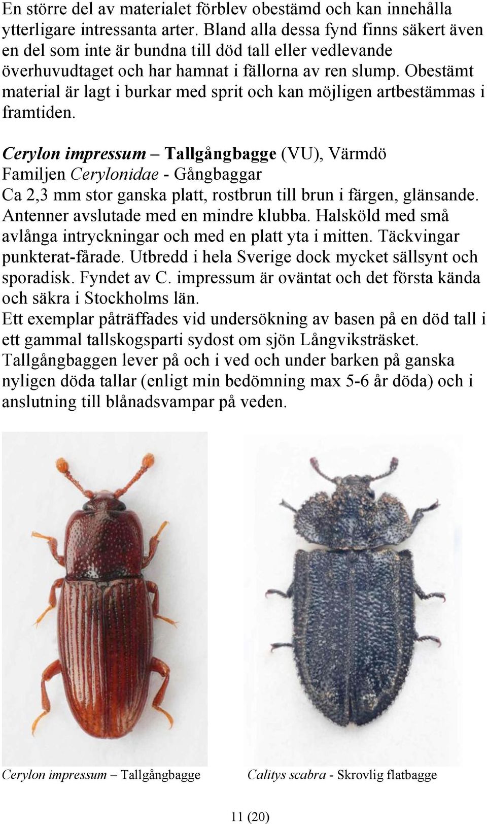 Obestämt material är lagt i burkar med sprit och kan möjligen artbestämmas i framtiden.
