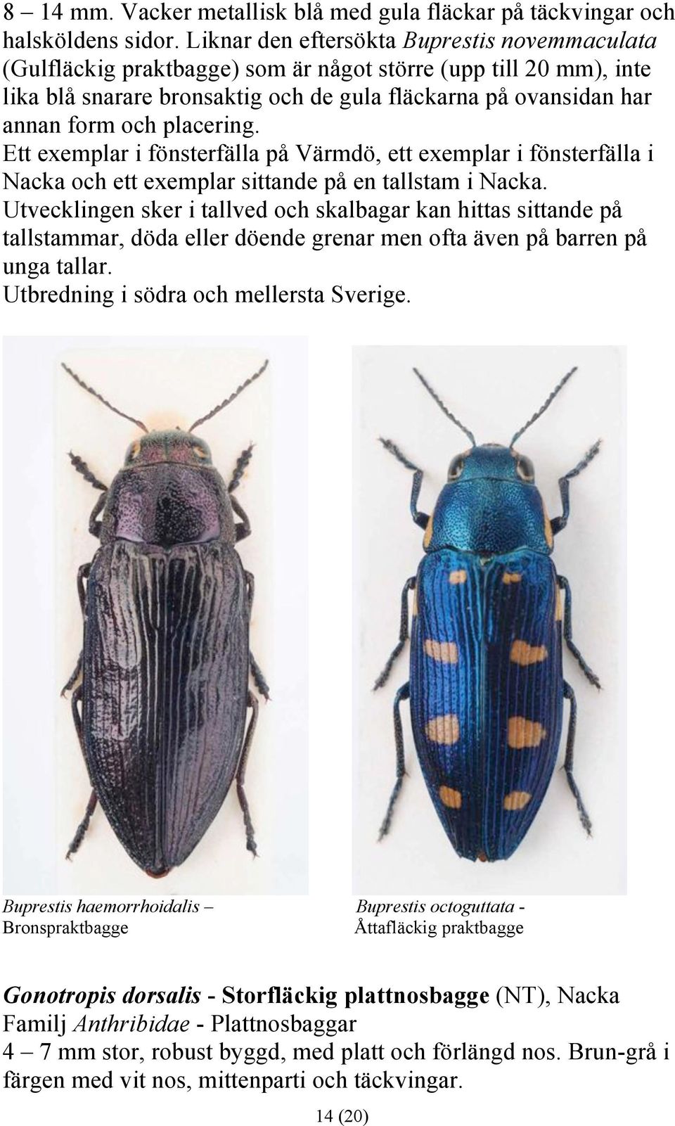 placering. Ett exemplar i fönsterfälla på Värmdö, ett exemplar i fönsterfälla i Nacka och ett exemplar sittande på en tallstam i Nacka.